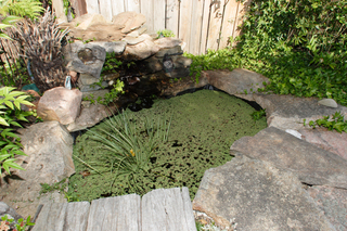 Pond (2005-11-24)