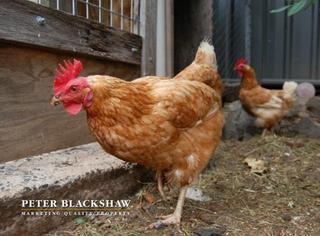 Chooks (2009-11-27)