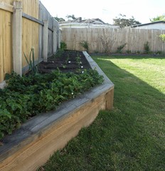 Raised veg patch (2017-11-06)